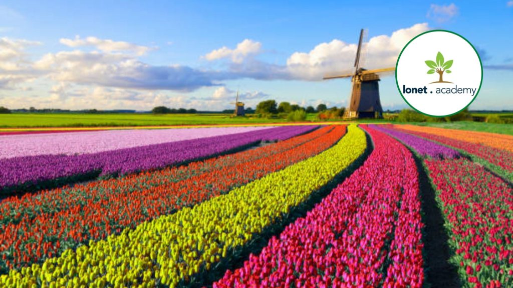 Learn Dutch, the language of the Netherlands. Nīderlandiešu / holandiešu valodas kursi un privātstundas online 